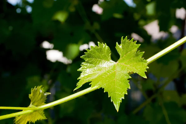 Druva blad av grapevine — Stockfoto