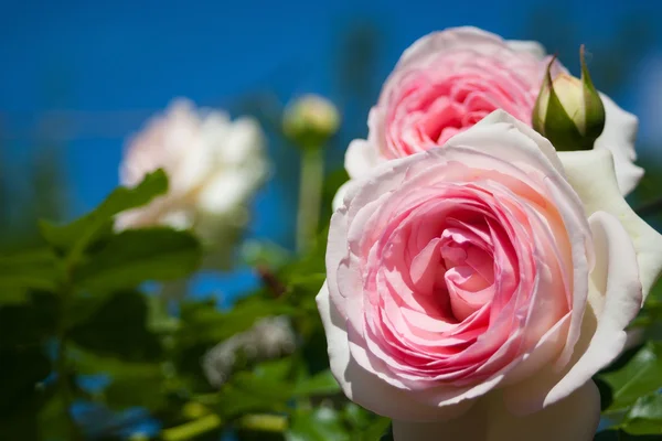 Malé růžové růže — Stock fotografie