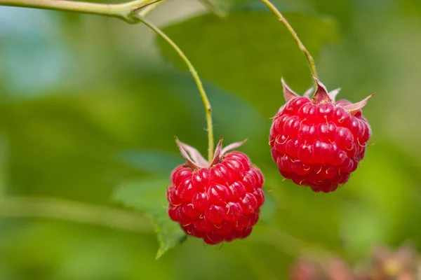 stock image Branch of raspberries