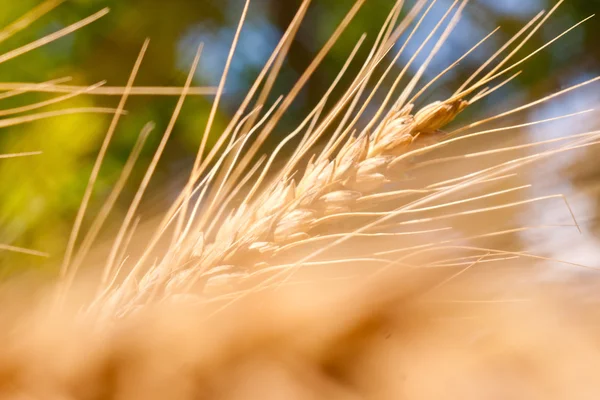 Пшеничный макро — стоковое фото