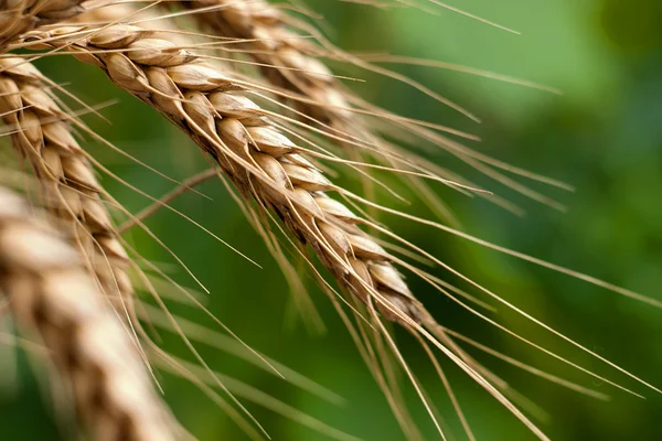 Pšenice makro — Stock fotografie