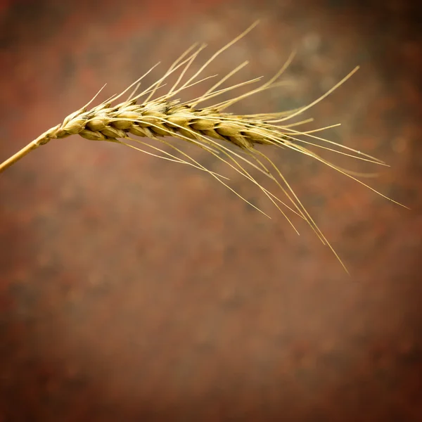Macro de trigo — Foto de Stock