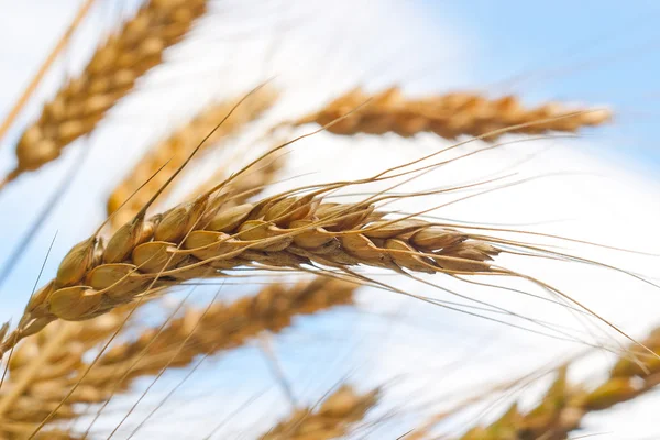 Macro blé — Photo