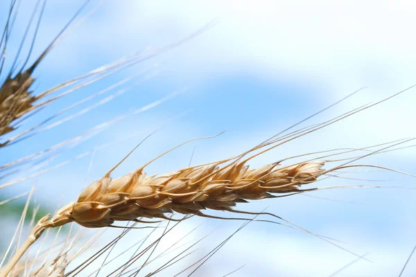 Buğday makro — Stok fotoğraf