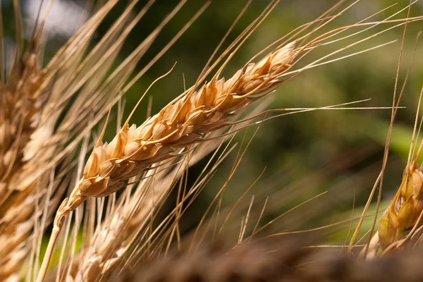 Buğday makro — Stok fotoğraf
