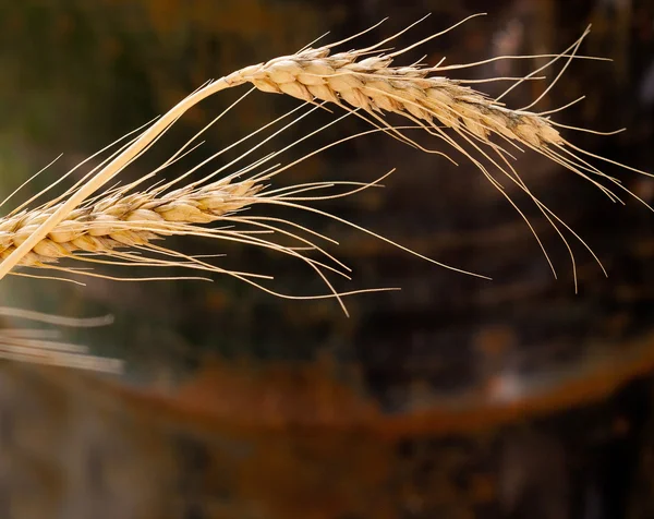 Pšenice makro — Stock fotografie