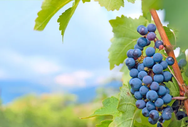 Klastra winogron przed górskim krajobrazem — Zdjęcie stockowe