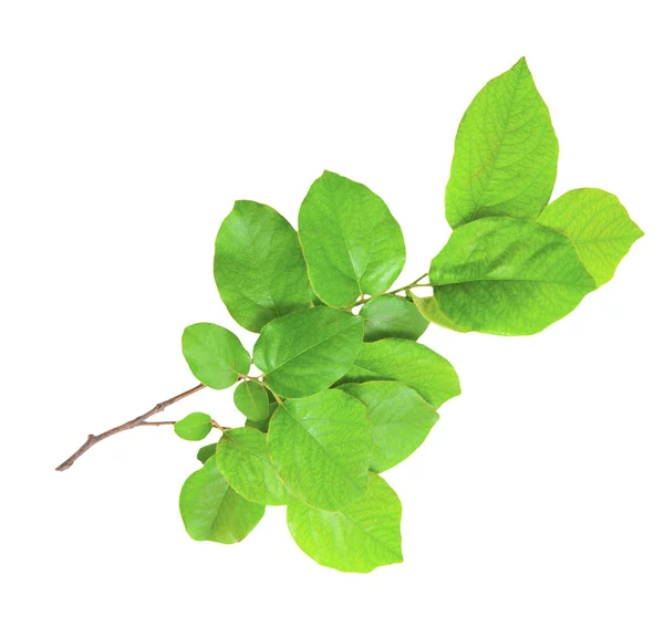 Mild grön gren isolerad på en vit bakgrund — Stockfoto