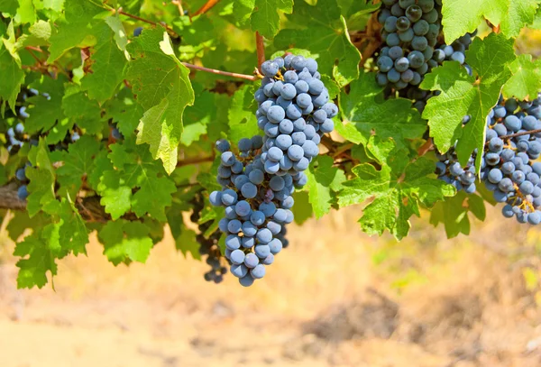 Érett fürtöket szőlő, zöld levelek között — Stock Fotó