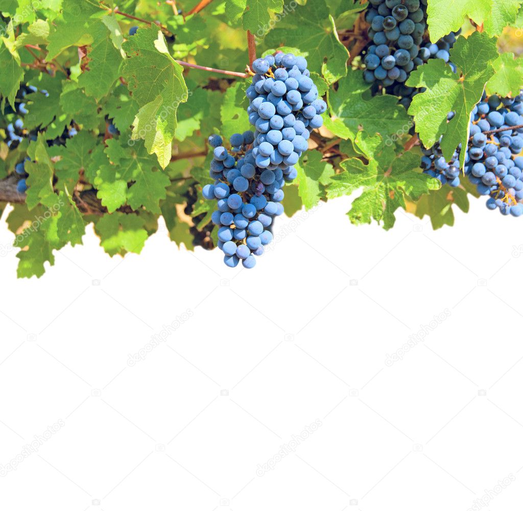 Ripe clusters of grapes among green leaves isolated on a white background
