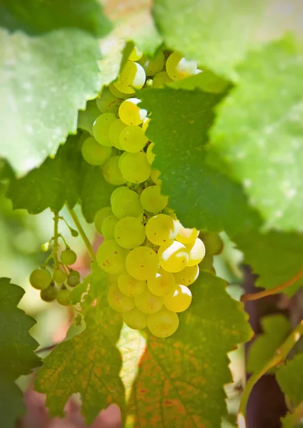 Agrupamento de uvas brancas entre folhas verdes — Fotografia de Stock
