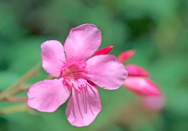 Leuchtend rosa Blume gegen grüne Vegetation lizenzfreie Stockfotos