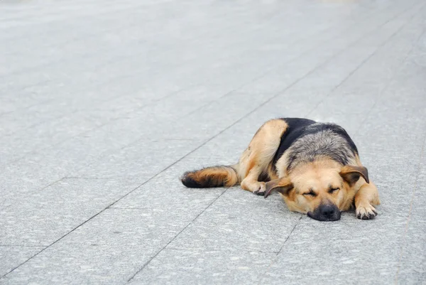 Dog on the sidewalk — Stock Photo, Image