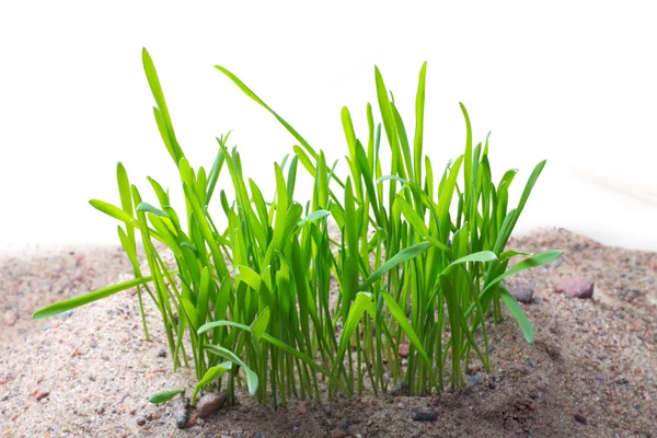 Sand grass 2 — Stock Photo, Image