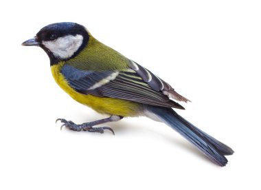 Titmouse 8 clipart