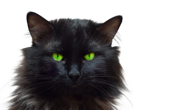 Μαύρη γάτα πορτρέτο 3 — Φωτογραφία Αρχείου