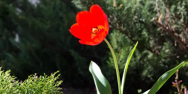 A Tulip — Stock Photo, Image