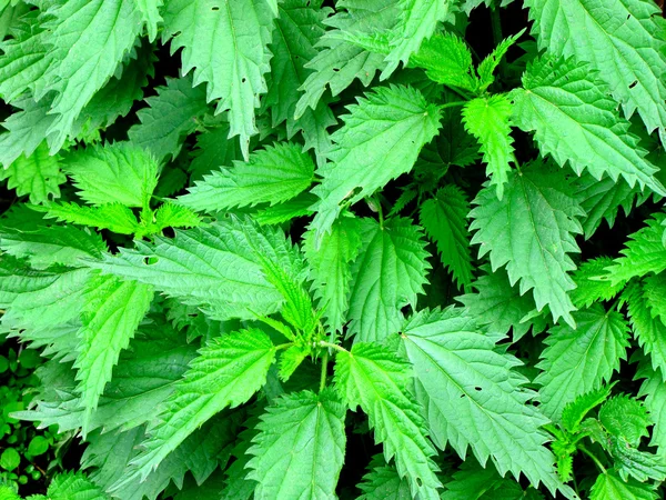 stock image Nettle background