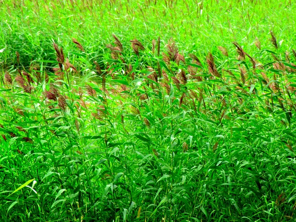 Fondo de hierba —  Fotos de Stock