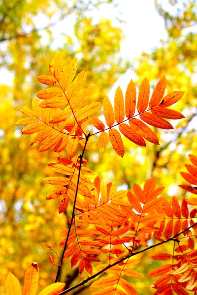 Sonbahar yaprakları — Stok fotoğraf