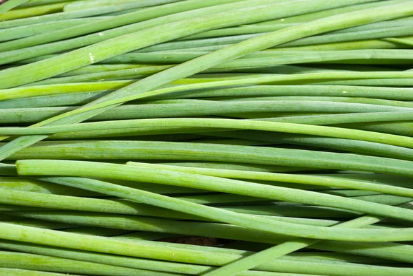 stock image Green onion leaves