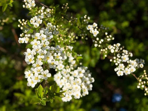 Blossoming spiraea — Stock Photo, Image