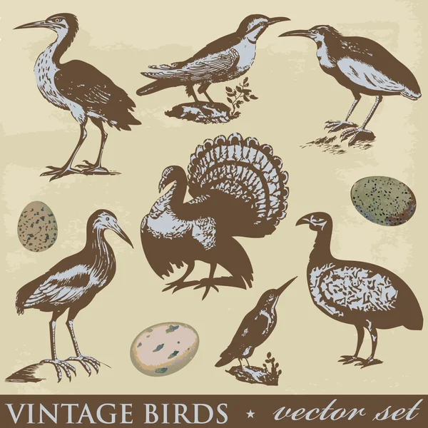 Vintage birds illustrations set — Stock fotografie