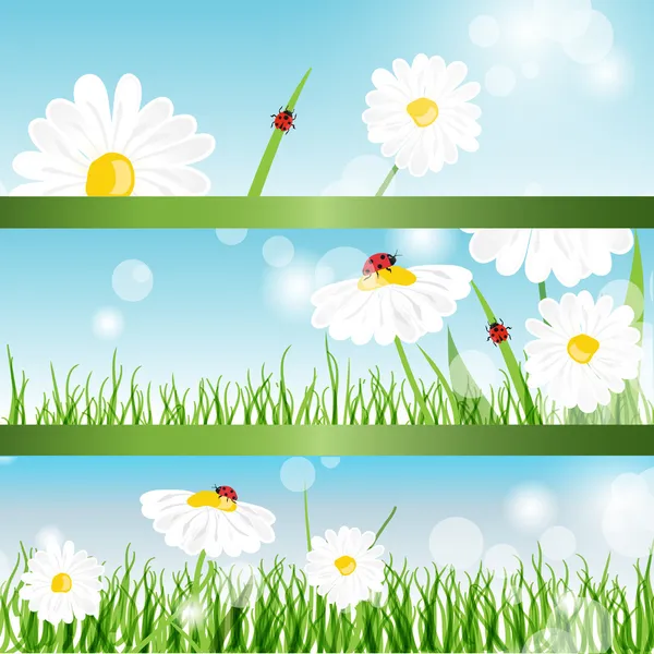 Літні банери з ромашками і сонечками в зеленій траві — стокове фото