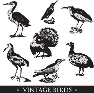 Vintage kuşlar