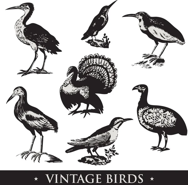 Vintage birds — Stock Photo, Image