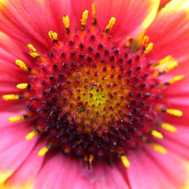 Gaillardia