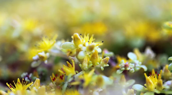 stock image Yellow sedum