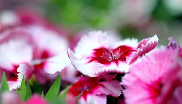 Dianthus corona körsbär magi — Stockfoto