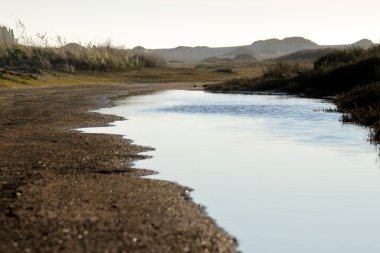 Wetland clipart