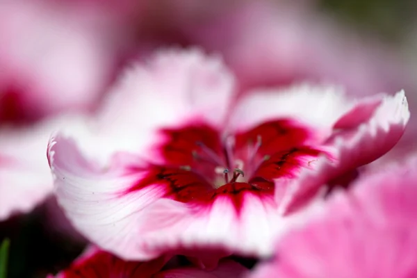 Dianthus Corona Cherry Magic — Stock Photo, Image