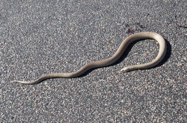 Brown Snake sunbathing clipart