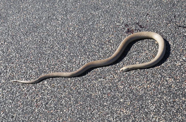 Brown Snake tomando el sol —  Fotos de Stock