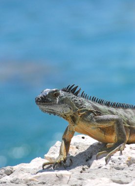 Iguana.