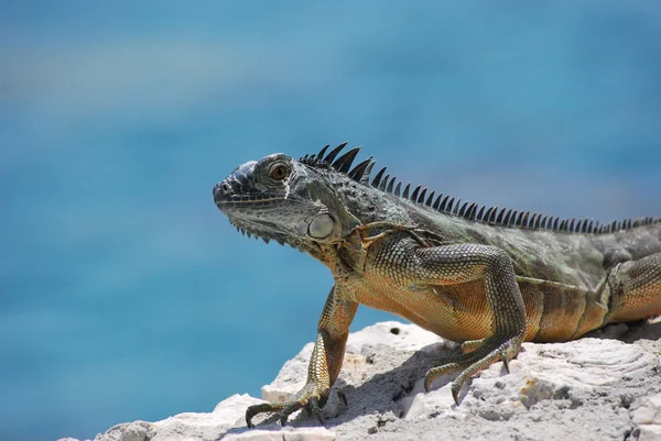 stock image Iguana.