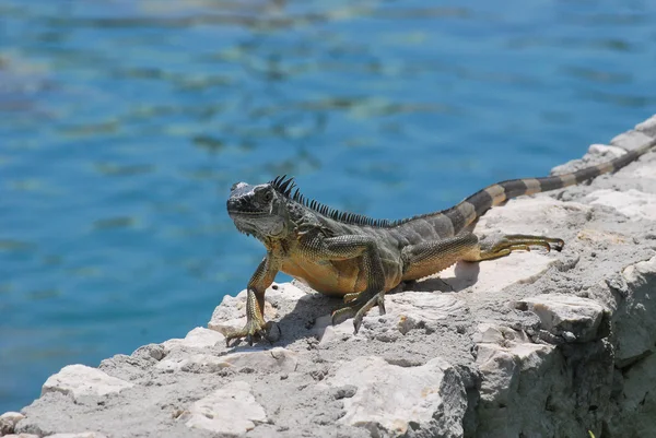 stock image Iguana.