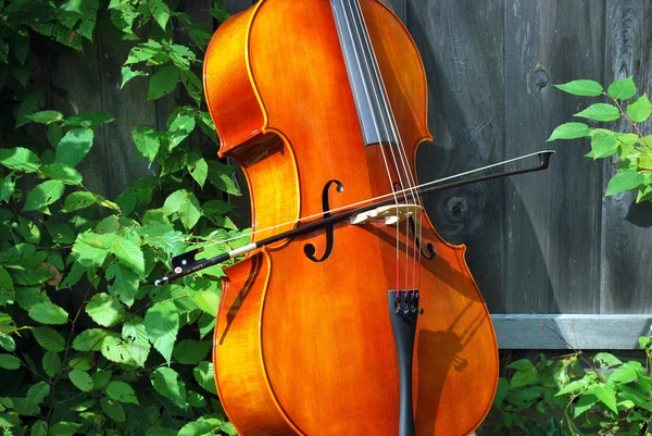 Віолончелі музичний інструмент — стокове фото