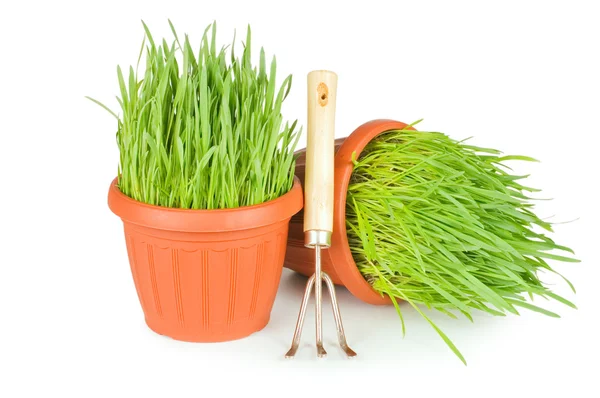 Green grass in a pot isolated on a white background — Stock Photo, Image