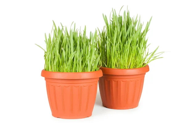 Zelené trávě v hrnci, samostatný — Stock fotografie