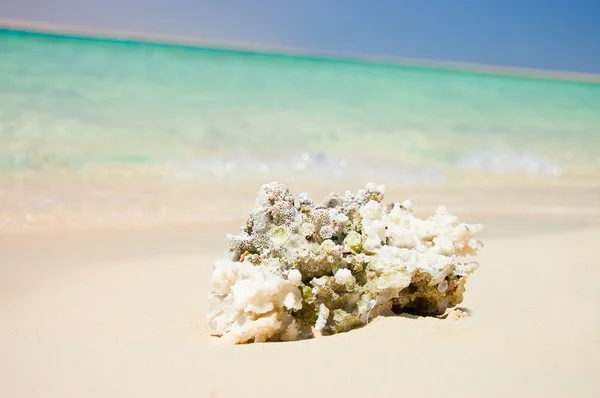 Corallo morto sulla riva del Mar Rosso — Foto Stock