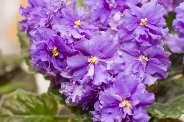 Close-up mooie een violet als achtergrond — Stockfoto