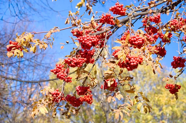 Frêne de montagne mûr sur arbre d'automne — Photo