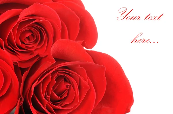 A bela rosa vermelha isolada — Fotografia de Stock