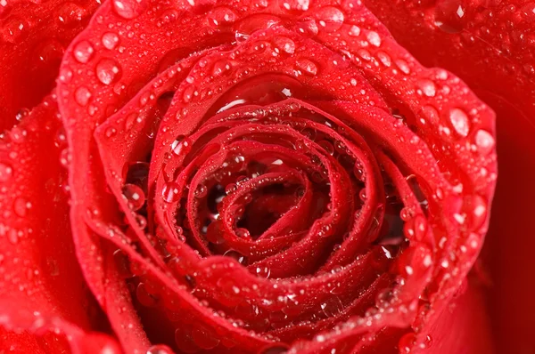 Rosa vermelha bonita como um fundo — Fotografia de Stock