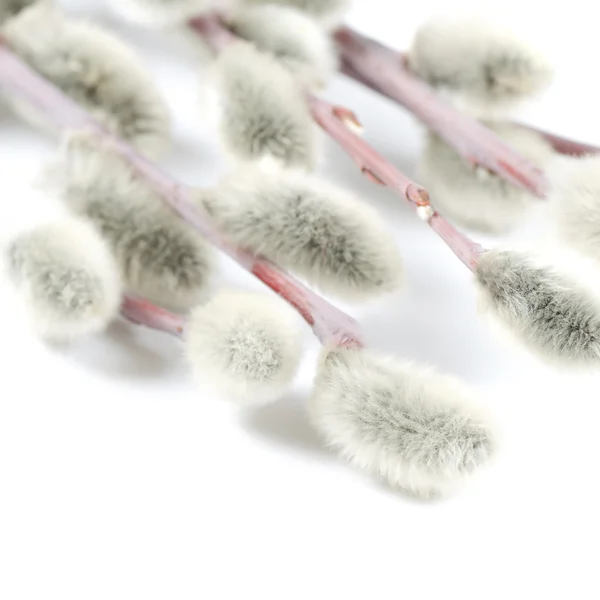 Beautiful branch of willow isolated — Stock Photo, Image
