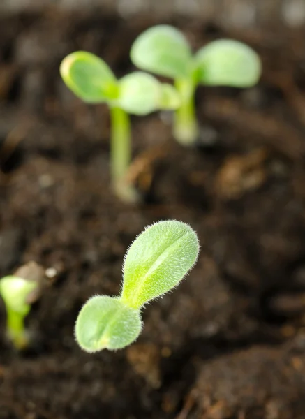 Cucumber sprouts in ground — Stock Photo, Image